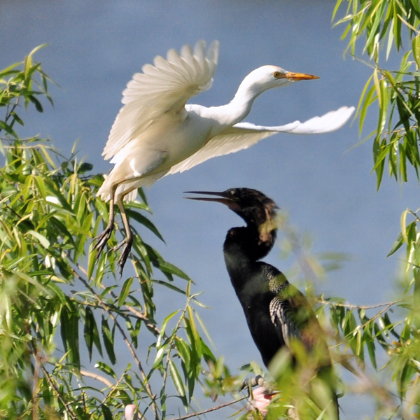 Cattle egret's landing path takes him over the anhinga nest
