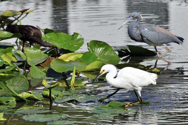 Glossy Ibis, Snowy Egret, Tricolored Heron playing nicely.  For now.