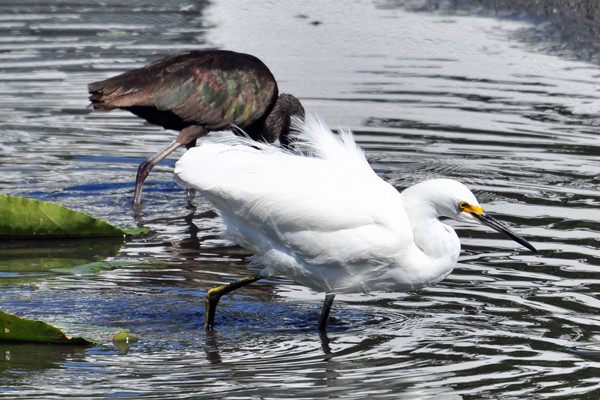 Snowy Egret and Glossy Ibis