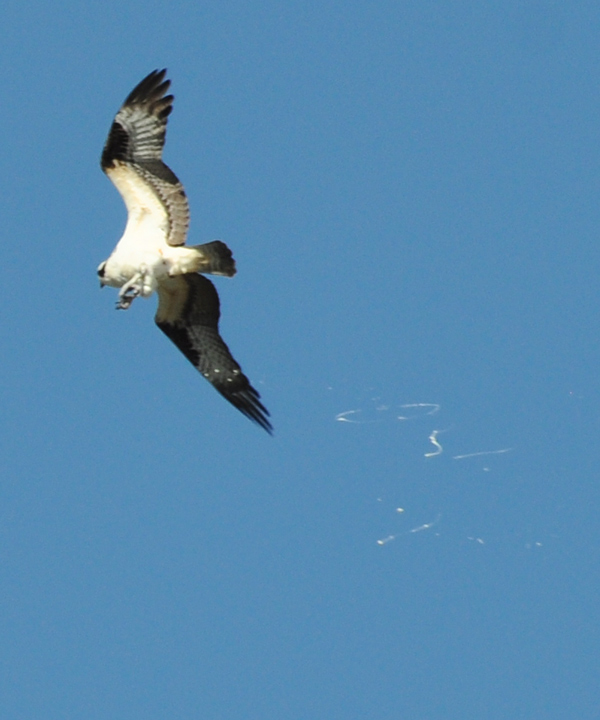 Osprey skywriting (or maybe not)