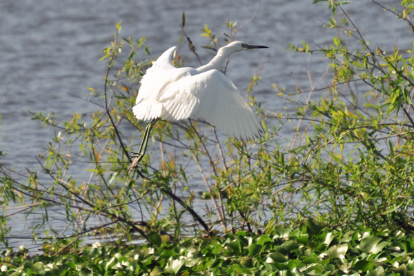 Egret looking for a place to land