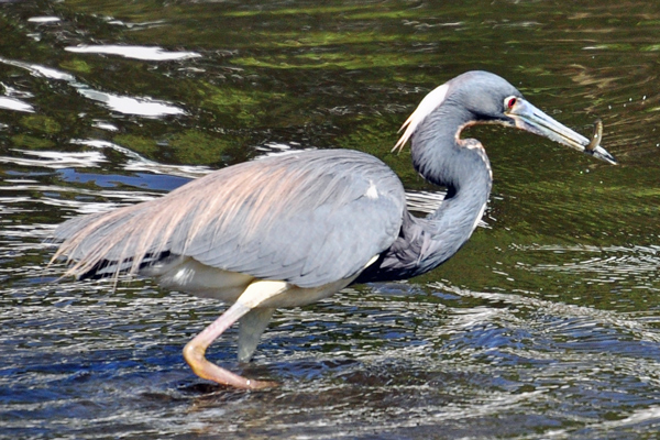 Tricolored Heron eating a fish