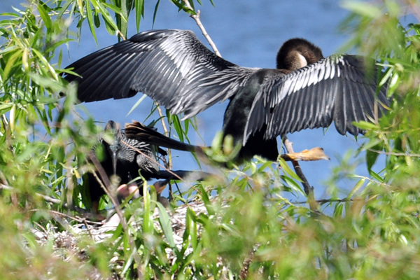 Female anhinga departs nest
