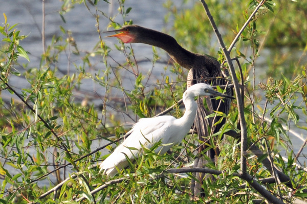 Anhinga continues to complain about Egret