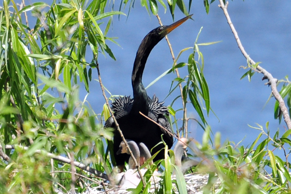 Male anhinga assumes control of one...two...THREE little monsters!