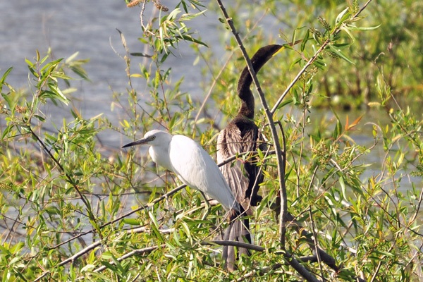 Egret and Anhinga ignore each other