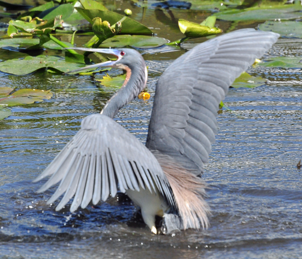Suddenly the Tricolored Heron is very upset with the Snowy Egret.