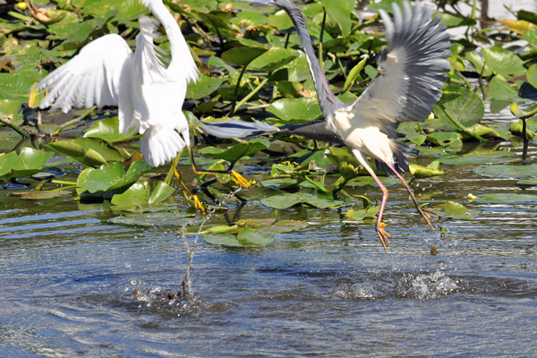 Snowy Egret and Tricolored Heron