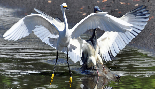 Snowy Egret and Tricolored Heron
