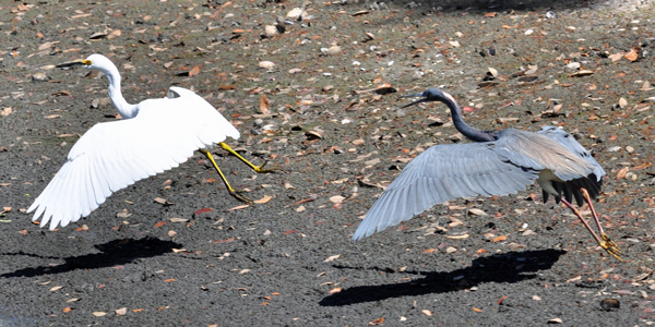 Snowy Egret chased by Tricolored Heron
