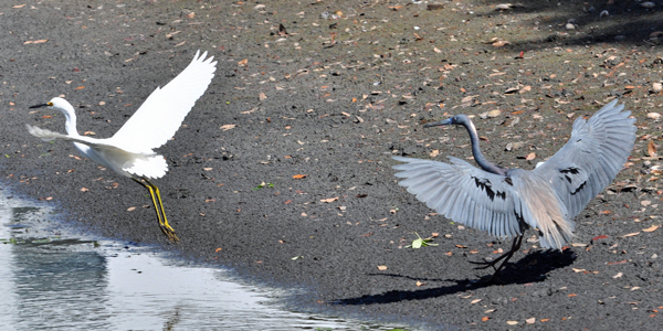 Tricolored Heron chasing Snowy Egret