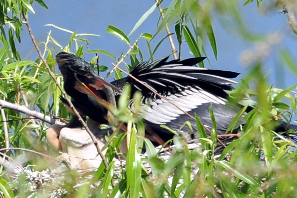 Male anhinga feeds chick