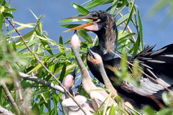 Male anhinga on nest with chicks