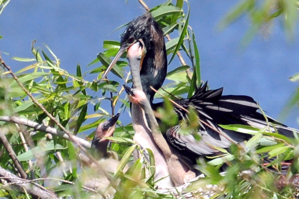 Male anhinga feeds chick