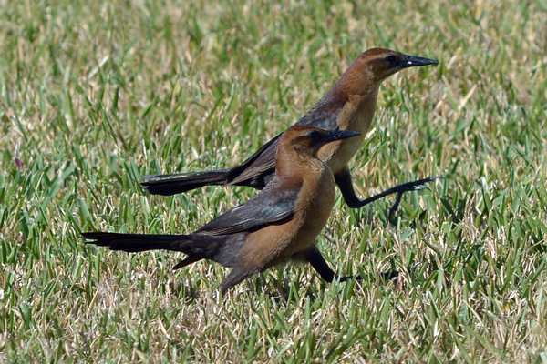 Grackles(?) marching to spilled bird seed