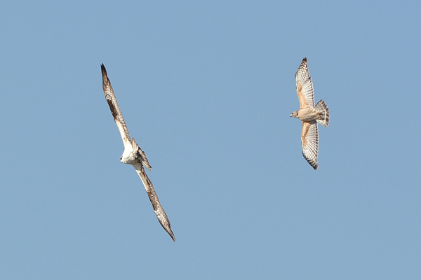 Red-shouldered Hawk chasing an Osprey