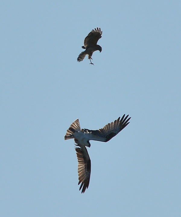Red-shouldered Hawk attacking an Osprey
