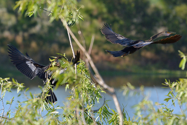 Anhinga arrivals and departures