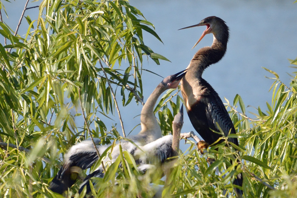 The other Anhinga chick isn't going to get anything