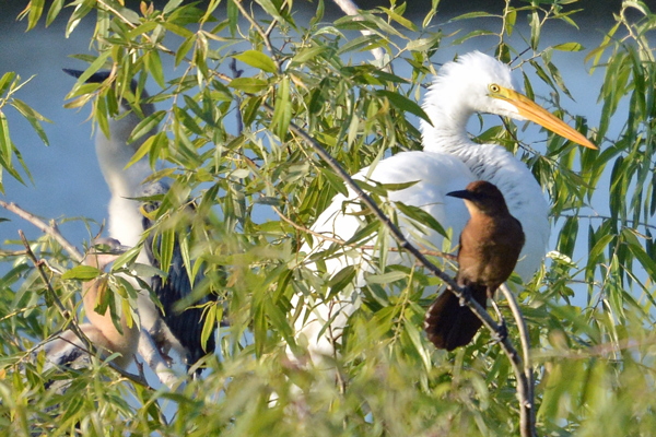 Great Egret and Boat-tailed Grackle settle in near the Anhinga chicks