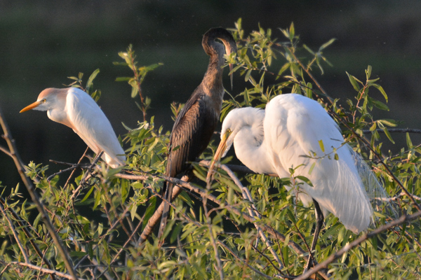 Cattle Egret, Anhinga, Great Egret