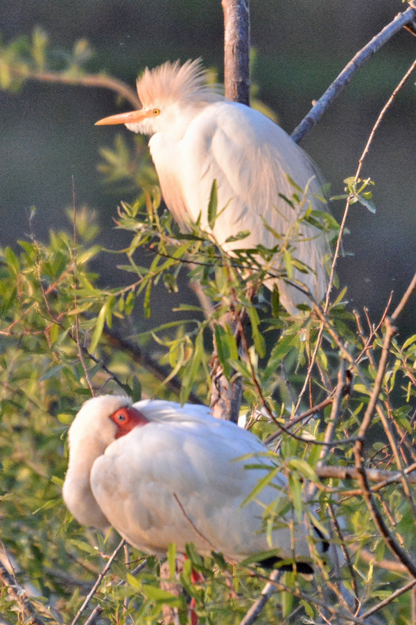 Cattle Egret and White Ibis