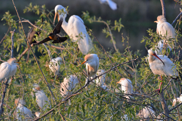 Cattle Egrets, Great Egret, White Ibis, Boat-tailed Grackle