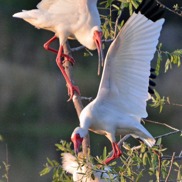 White Ibis seating conflict