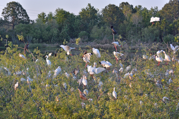 More White Ibis show up.  It's a party now.
