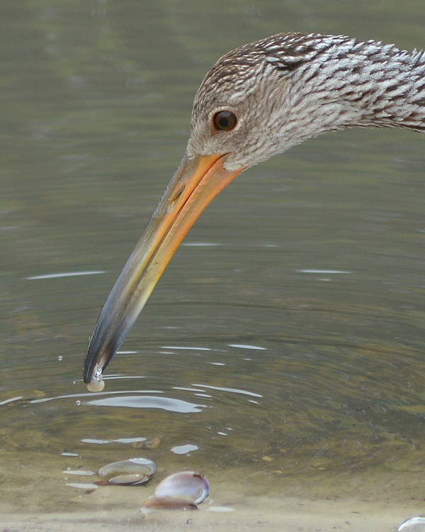 Limpkin extracting succulent clam from its shell