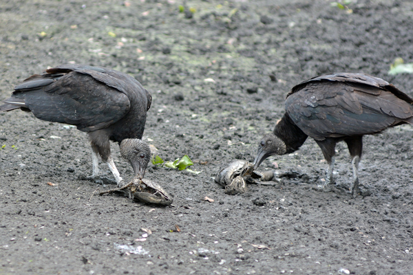 Meanwhile, these Black Vultures have other ideas of what constitutes a tasty treat