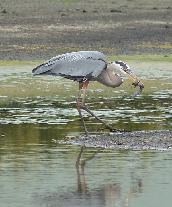 Great Blue Heron dining on a catfish