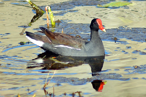Common Gallinule (also called a Moorhen)