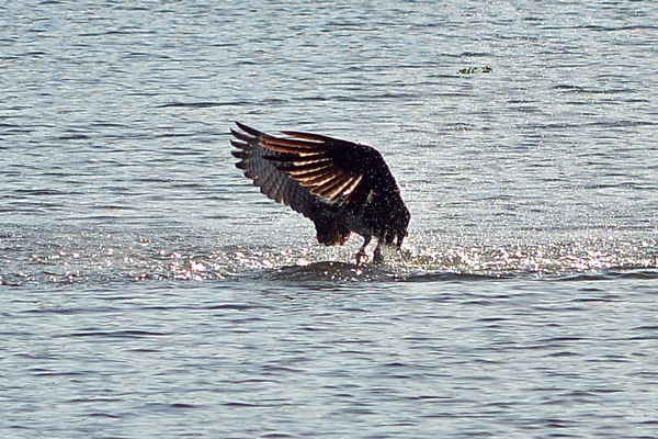 Osprey emerging from water after a dive