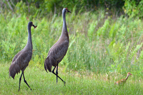 Sandhill Cranes and chick