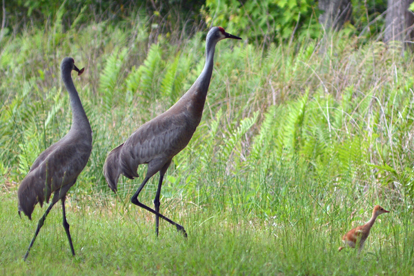 Sandhill Cranes and chick