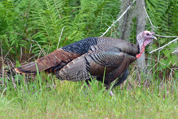 Wild Turkey with a limp (it's the little details that make it interesting)