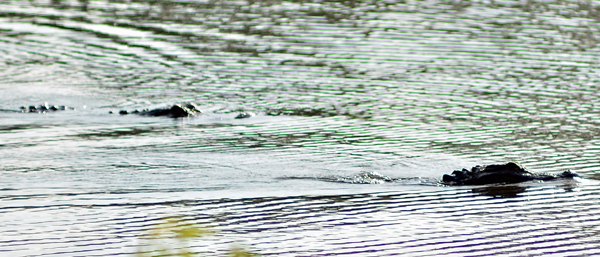 Large alligator submerges while smaller alligator tries to speed away