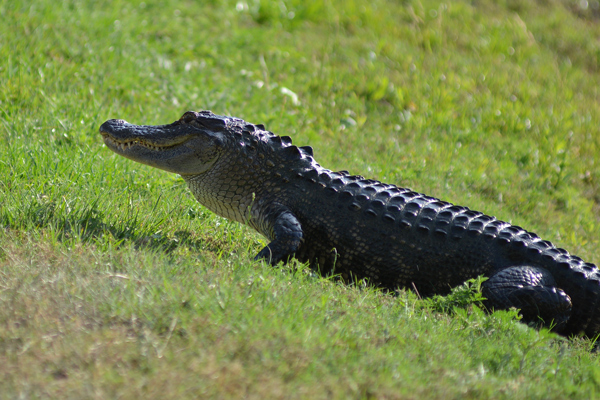 Alligator (from a slightly safer distance)