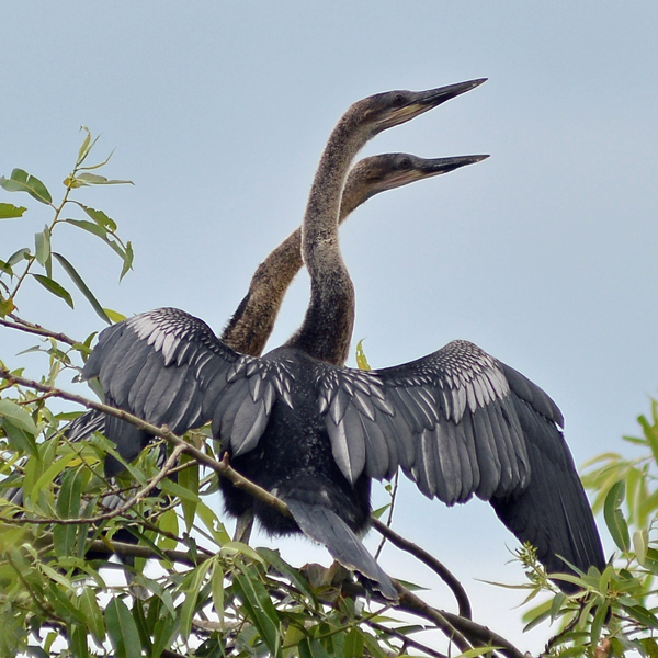 Food has arrived and these juvenile anhingas are very interested