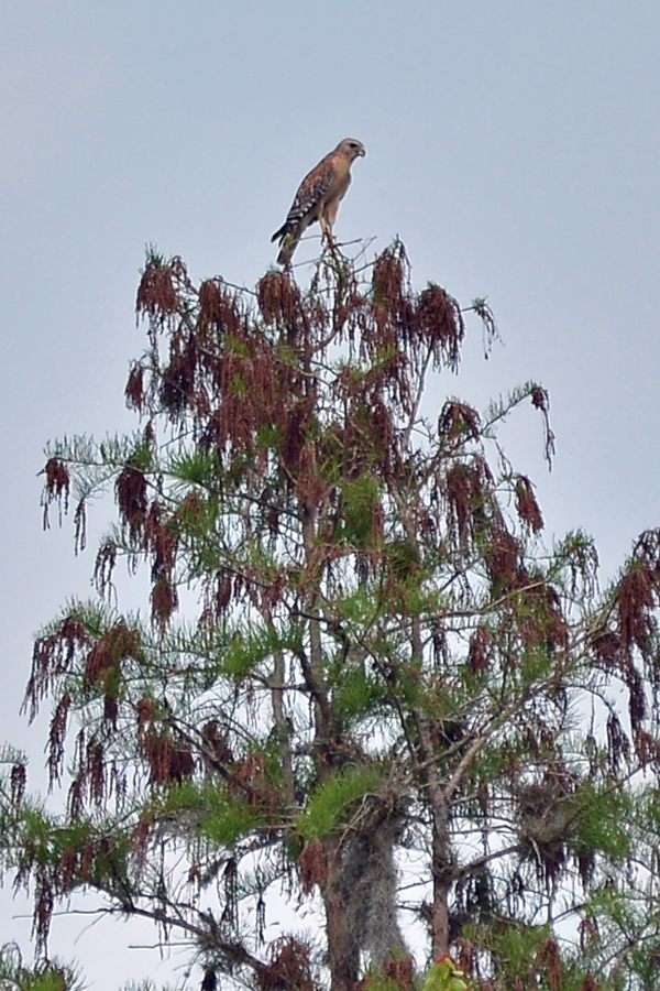 Red-shouldered Hawk on a tree
