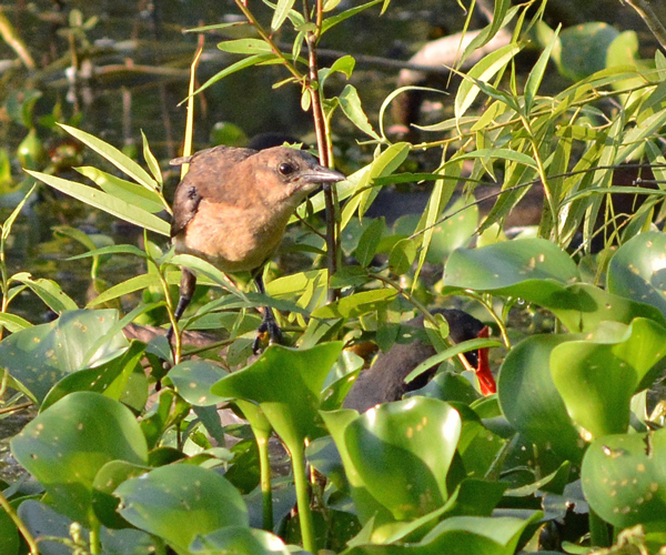 Boat-tailed Grackle and Common Gallinule