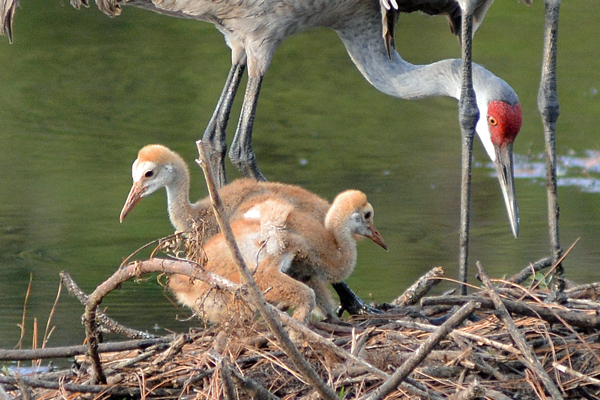 Sandhill Cranes and chicks