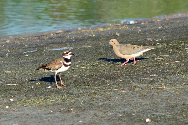 Killdeer and Mourning Dove