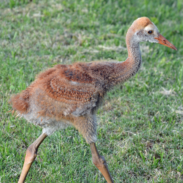 Sandhill Crane chick
