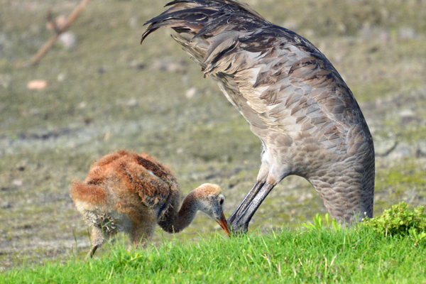 Chick learning how to be a Sandhill Crane