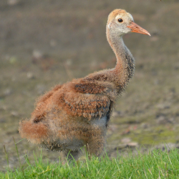 Sandhill Crane chick