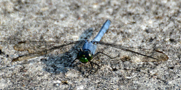 Dragonfly, not flying.  Much easier to photograph.