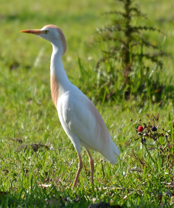Cattle Egret.  This can't be a coincidence.