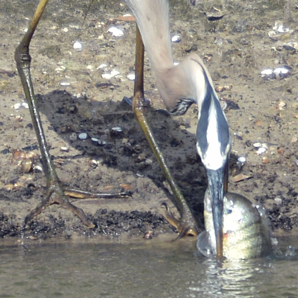 Great Blue Heron rinsing fish before dinner